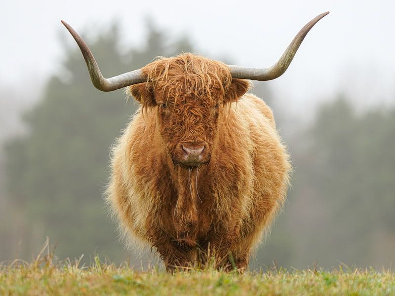 Schottischer Highlander im Naturschutzgebiet Lentevreugd von Dirk van Egmond