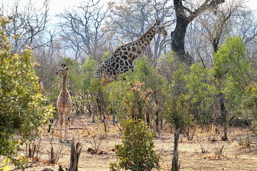 Junge Giraffe genießt den Tag von Merijn Loch