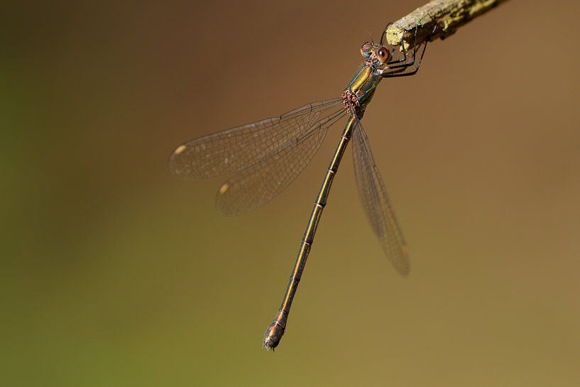 Waldpanther nimmt Sonnenbad von Stobbe; stiltegrafie