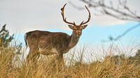 Deer in dune landscape