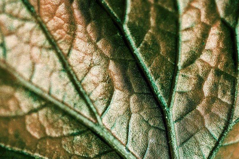 Bégonia feuille 1 par Huub de Bresser