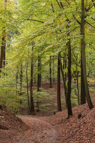 De Veluwe van Fronika Westenbroek