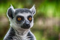 De wijze blik van de ringstaartmaki