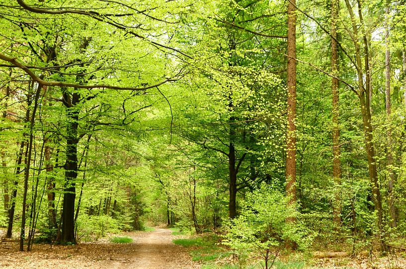 Beech forest in spring by Corinne Welp