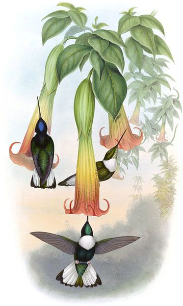 Kragen inka, John Gould von Hummingbirds