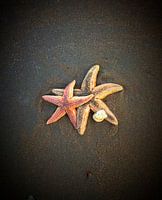 Zeesterren op het strand