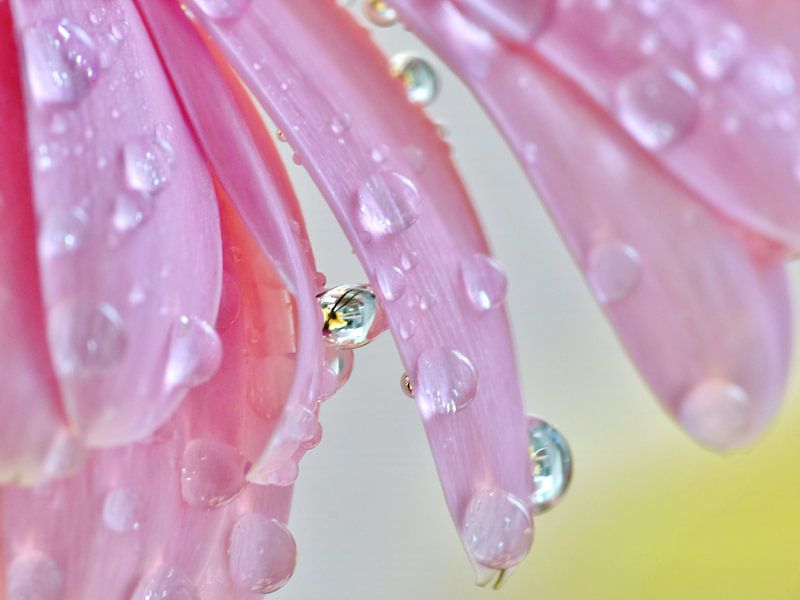 Fleur rosée d'été par Julia Delgado