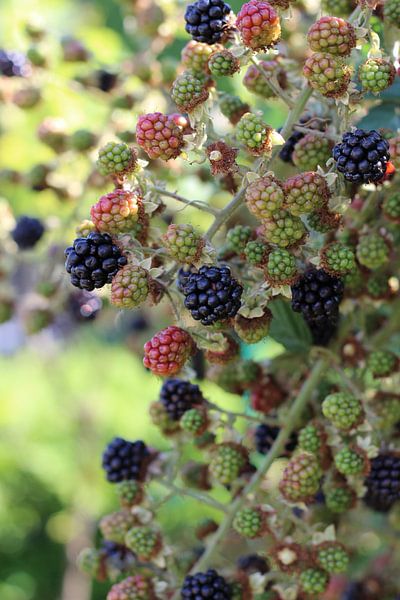 Mûres par Marvin Taschik