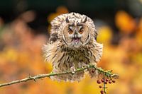 Long-eared owl