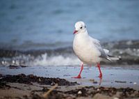 Gull on the beach
