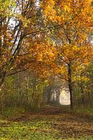 Forest path in autumn
