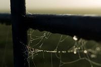 A spider's web on a foggy november morning