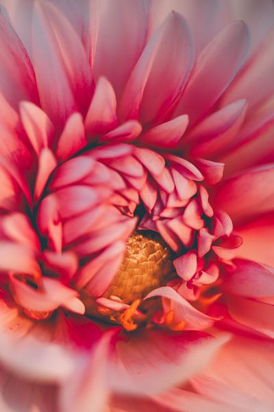 L'amour du dahlia par Marja Lok