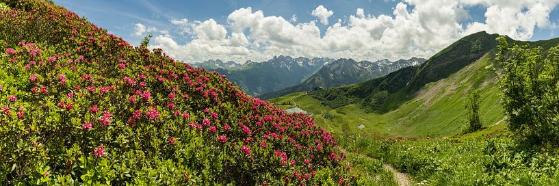 Panorama with alpine roses on the Fellhorn by Walter G. Allgöwer