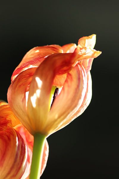 Fleur de feu par Daniëlle Eibrink Jansen