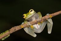 Glasfrosch
