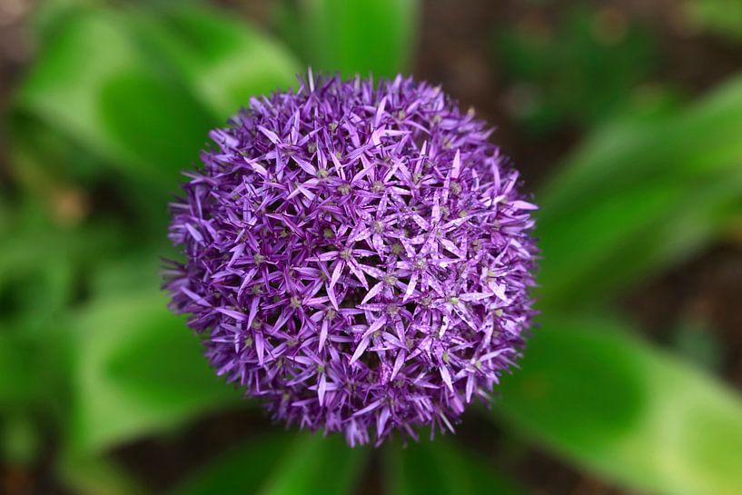 Alliance by Thomas Jäger