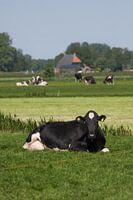 Cow in Friesian meadow landscape