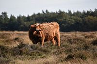 Schottischer Hochlandbewohner auf der Veluwe