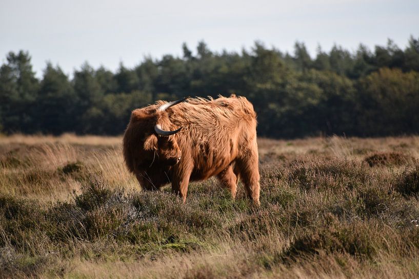 Scottish Highlander on the Veluwe by Sylvia van der Hoek