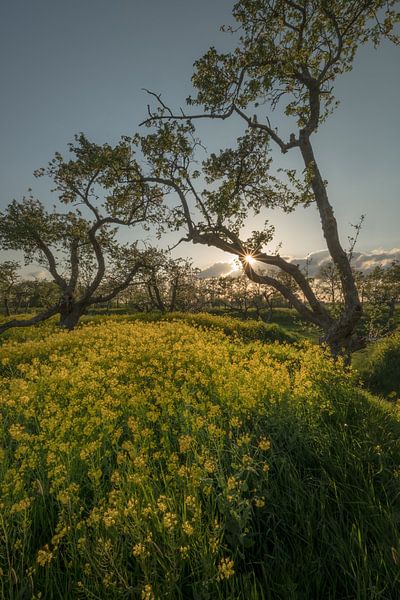 Des arbres fruitiers fantaisistes parmi le colza par Moetwil en van Dijk - Fotografie