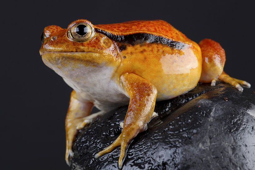 Madagascar Tomato Frog (Dyscophus antongilii) by Ronald Pol