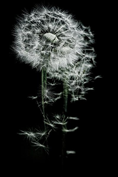 Wo der Wind meine Samen hinweht von Marlies Prieckaerts