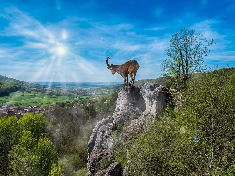 Chèvre de montagne sur un rocher par Animaflora PicsStock