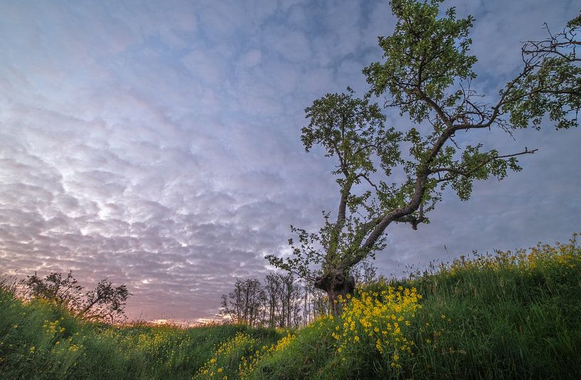 Arbre fruitier fantaisiste au-dessus du colza par Moetwil en van Dijk - Fotografie