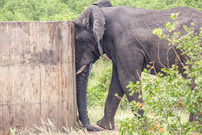 Elephant rests against well, kruger park south africa by Marijke Arends-Meiring