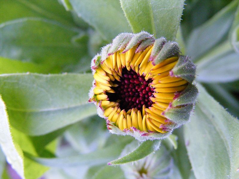 bijna ontluikende zonnebloem by Mirjam van Ginkel