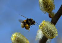 Hommel in vlucht