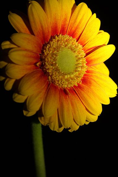 Flower by Orhan Sahin