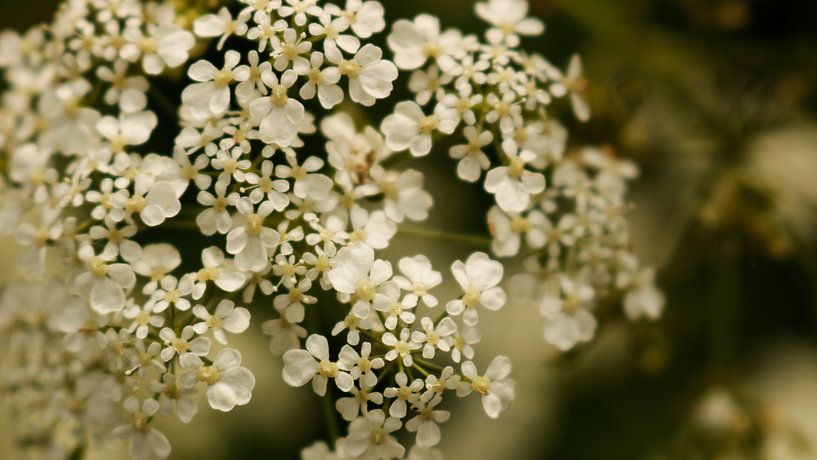 Whistlewort by Emma Wilms