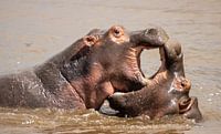 Nilpferd in Tansania