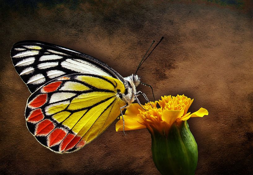 Die Welt eines Schmetterlings von Bert Hooijer