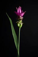 Purple Siamese Tulip photo