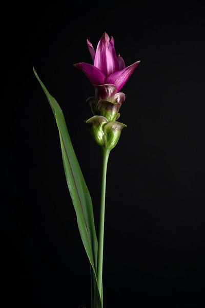 Purple Siamese Tulip photo by Florence Schmit