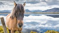 Icelandic Horse