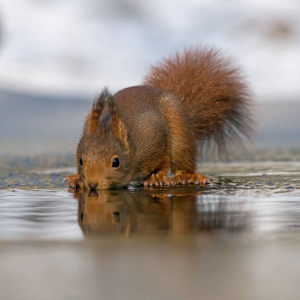 Trinkendes Eichhörnchen von Miranda Bos