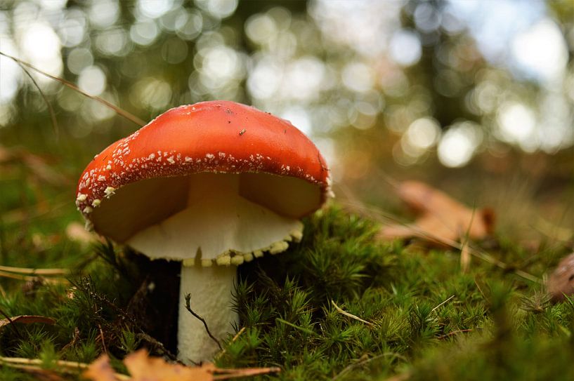 Herfst in het bos! par DoDiLa Foto's