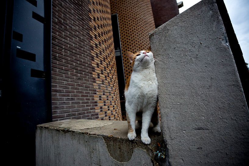 Poes bij Utrechts stadhuis van Robert van Willigenburg