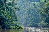 Rivière dans la forêt tropicale de Bornéo