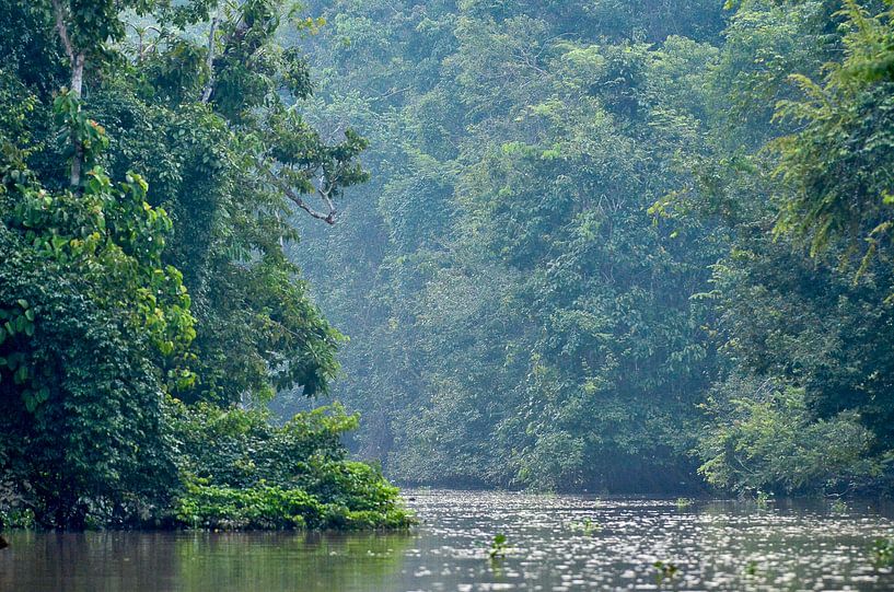 Fluss im Regenwald auf Borneo von Martin Jansen