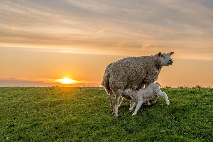 Texelschaf mit Lämmern letzte Schlucke von Texel360Fotografie Richard Heerschap