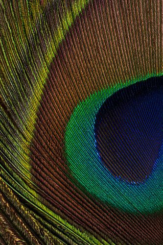 La couleur : l'œil de la plume de paon sur Marjolijn van den Berg