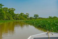 Boat sailing through the wetlands