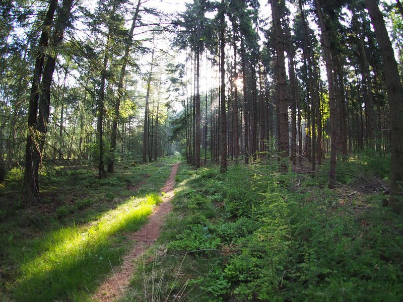 Rising sun in the forest 6 by Huib van Wees