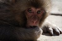 Japans baby aapje (Makaak)