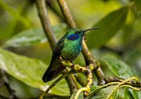 Hummingbird in rainforest Costa Rica